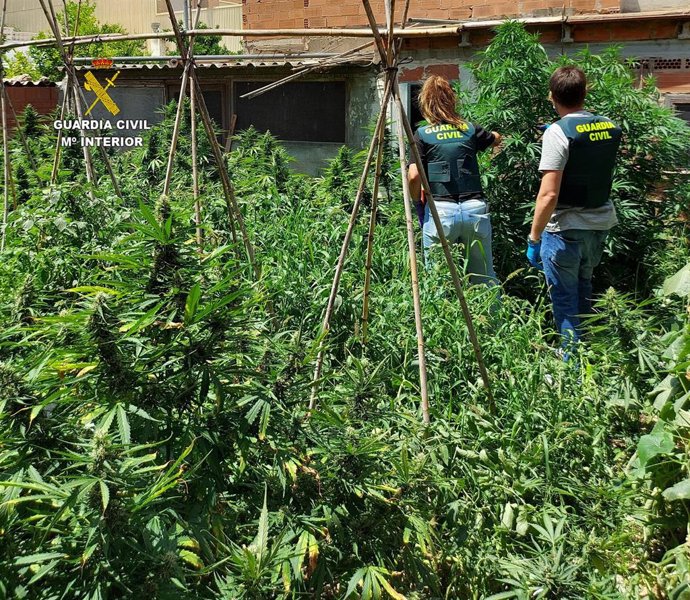 LA GUARDIA CIVIL INCAUTA CINCO ARMAS DE FUEGO Y DESMANTELA UNA PLANTACIÓN DE MARIHUANA EN BENICARLÓ