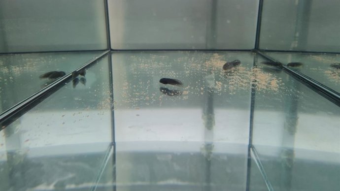 Renacuajo de 'ferreret'