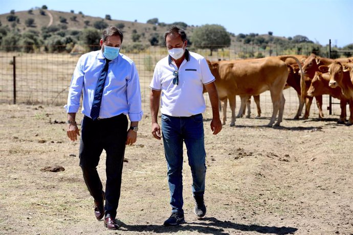 El presidente del PP de Castilla-La Mancha, Paco Núñez, en una explotación ganadera de Pepino.