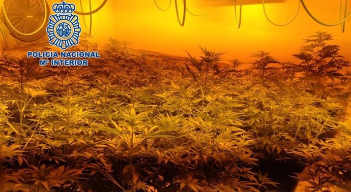 Plantación de marihuana intervenida por la Policía Nacional