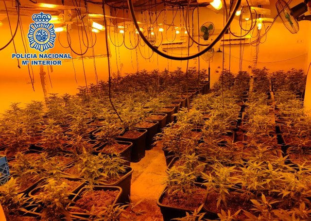 Plantación de marihuana