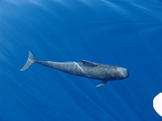 Loro Parque Fundación desarrolla una herramienta de big data
