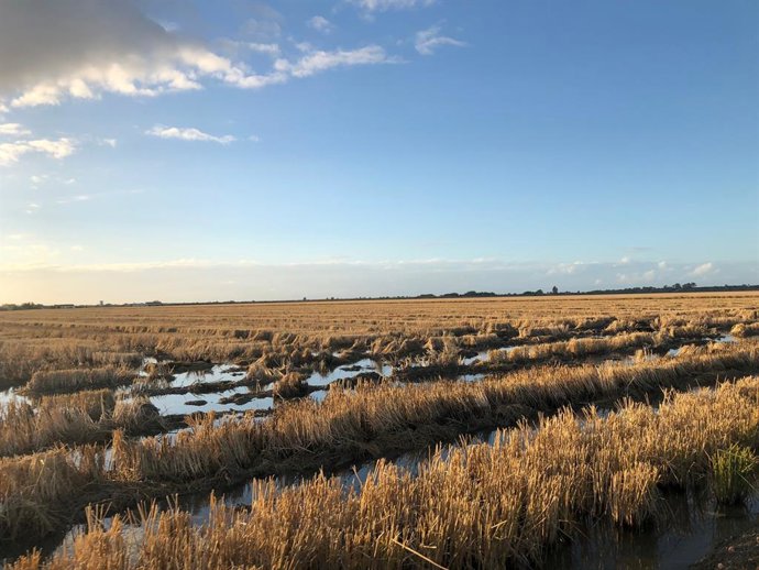 Archivo - Zona de regadío del Guadalquivir