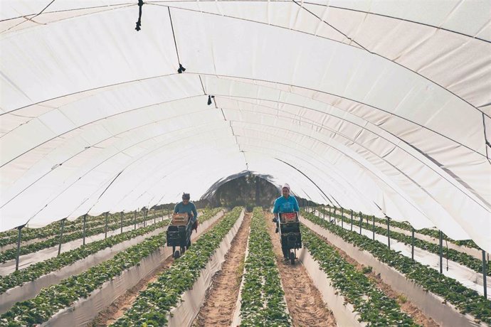 Archivo - Imagen de archivo de dos trabajadoras recogiendo fresas en un campo de Huelva.