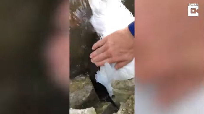 Un hombre logra liberar a un cisne que encontró atascado en el desagüe de un lago