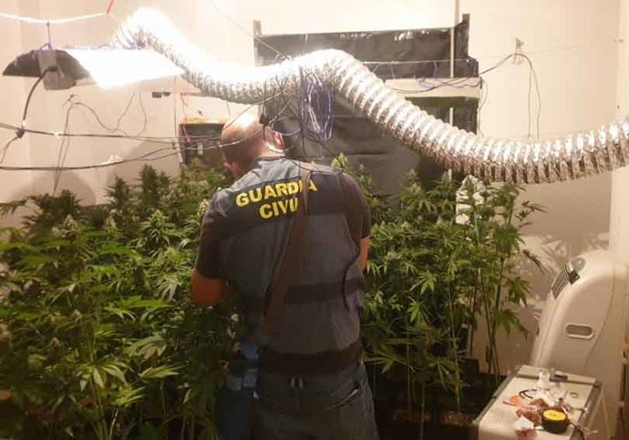 Marihuana intervenida en el interior de la vivienda