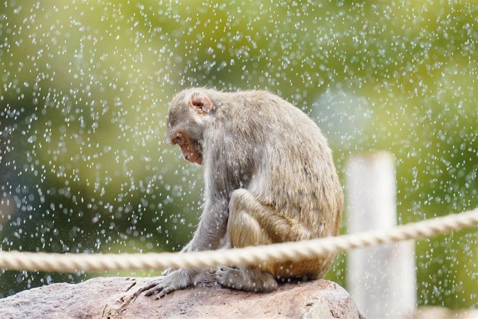 Archivo - 10 July 2020, Heidelberg: A rhesus monkey sprayed with water by a sprinkler in the zoo enclosure. Photo: Uwe Anspach/dpa