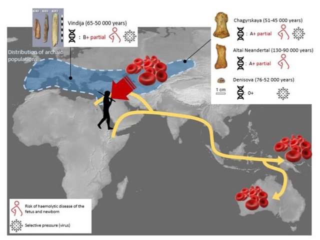 El análisis del sistema de grupos sanguíneos Rh sugirió el riesgo de enfermedad hemolítica del feto y el recién nacido entre los neandertales y reveló mestizaje,, cuyos rastros podrían encontrarse en humanos modernos de Australia y Paupua Nueva Guinea