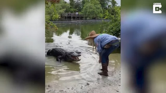 Una ex marine de los EE.UU. Reta a unos caimanes que se acerquen para tocarles el hocico