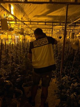 Desmantelado un cultivo indoor de 770 plantas de marihuana en un polígono industrial de Elche