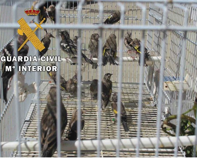 Pájaros recuperados