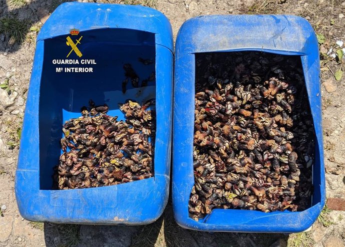 Percebes incautados en Ribadedeva.