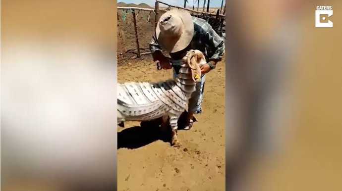 Un pastor de un pueblo de Turquía se hace famoso por realizar asombrosos cortes de pelo a sus cabras