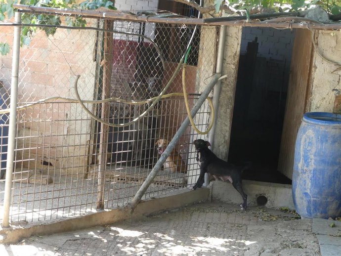 Dos de los perros que viven en las perreras.