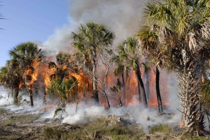 Las emisiones de carbono aumentan con incendios en bosques tropicales