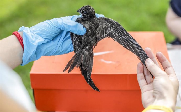 Suelta de aves huérfanas en el Centro de Recuperación del Saler, en Valncia