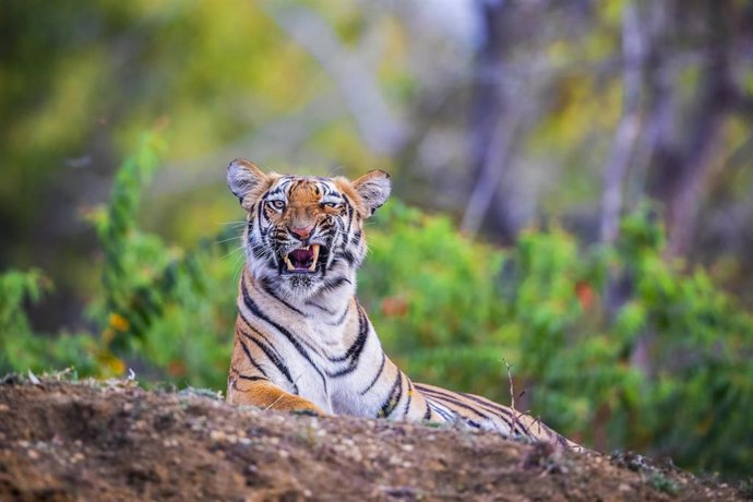 Tigre en la Reserva de Tigres Tadoba Andhari, en India.
