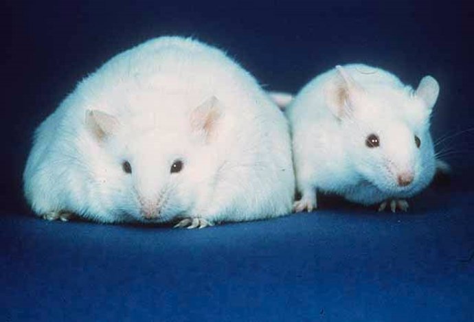 Archivo - Ratones de labotatorio, ratón obeso