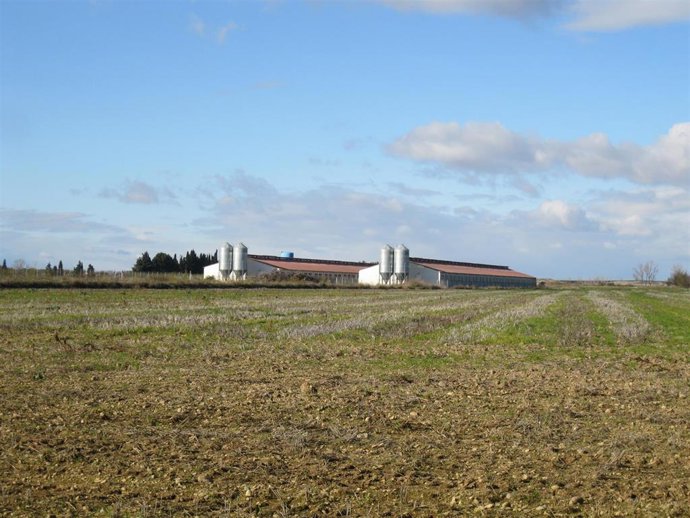 Granja de porcino en la comarca Cinco Villas (Zaragoza).