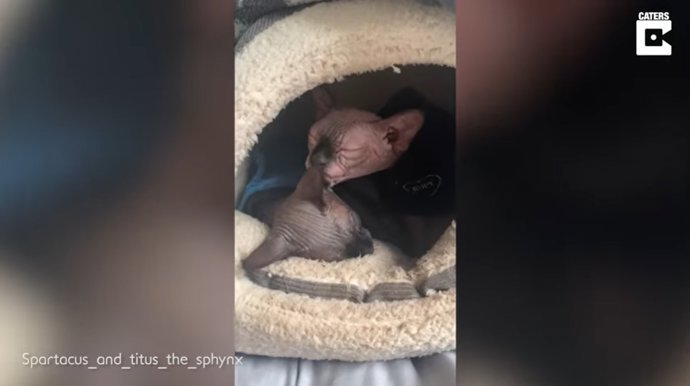 La dueña de este gato Sphynx se gasta más de 450 libras en celebrar el primer cumpleaños de su mascota