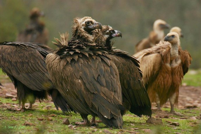 Un grupo de buitres negro se alimentan en un muladar en Quintos de Mora.