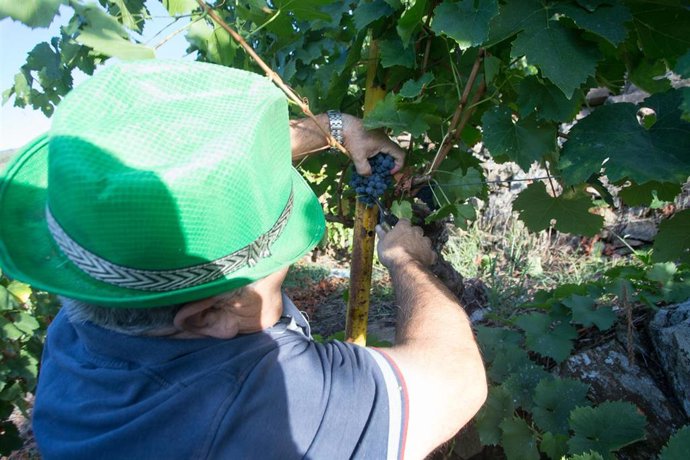 Archivo - Un vendimiador corta racimos de uvas .