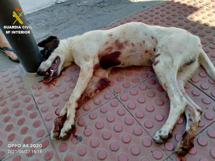 Investigado por maltrato animal un hombre que arrastró a un perro mientras iba en ciclomotor en Almuñécar (Granada)