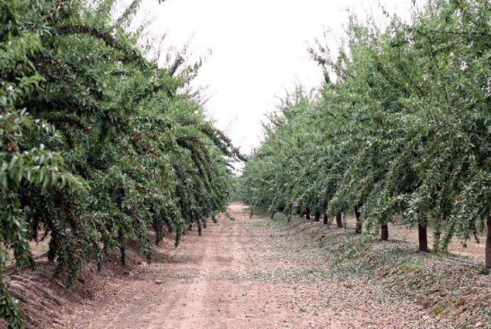 Borges Agricultural & Industrial Nuts (Bain) cierra el ejercicio con un beneficio de 5,7 millones