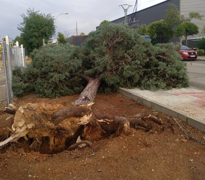 Archivo - El temporal de lluvia y viento y la tormenta arranca árboles en Valdepeñas.