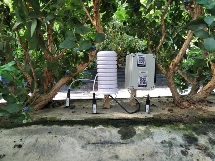 Equipos de monitorización basados en Internet de las Cosas en invernaderos de arándanos.