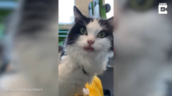 Así son las cinco horas de viaje de este gato en un tren que admite mascotas
