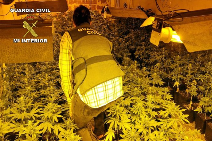 Una plantación de marihuana desmantelada por la Guardia Civil en una imagen de archivo.