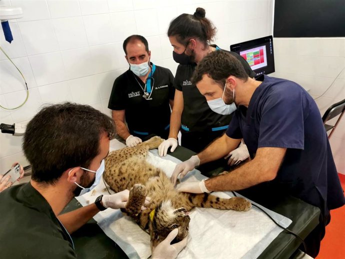 Los veterinarios examinan al lince 'Damero'.