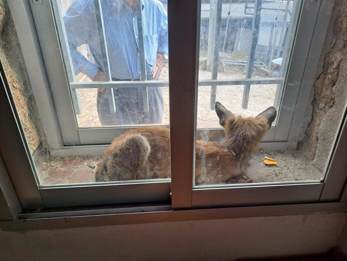 Un zorro queda atrapado en la localidad de Hoyo de Manzanares.