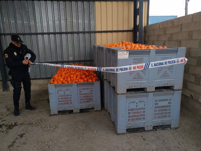 Archivo - Sucesos.- La Policía de la Generalitat desmantela 10 almacenes ilegales con toneladas de naranjas, almendras y algarroba