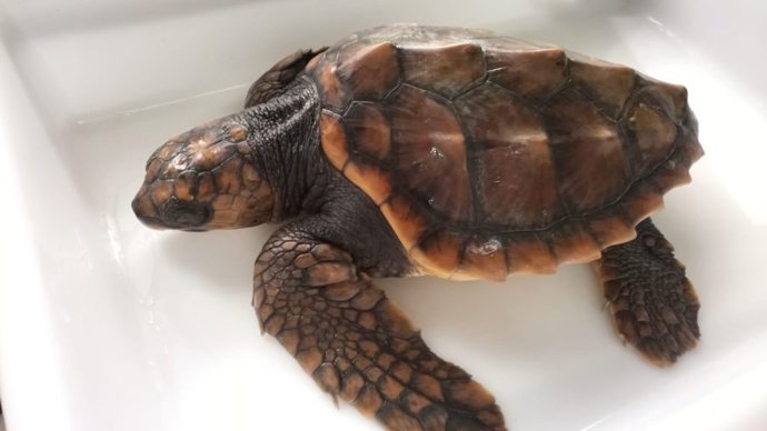 Tortuga marina 'Vilán'