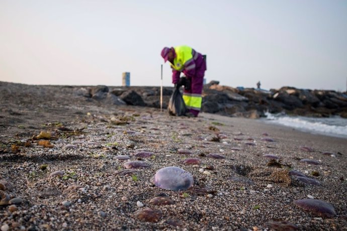 Archivo - Un operario municipal recoge medusas en la orilla de la playa de El Zapillo