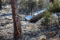 Matorral y pino bajo, la mayor parte de la vegetación afectada por el incendio en el Pantano de San Juan