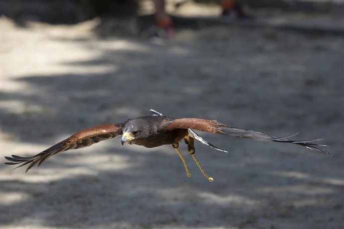 Archivo - Un águila real en vuelo.