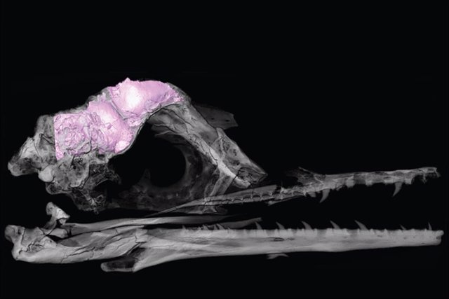 Un modelo 3D transparente del cráneo y el cerebro de un pájaro fósil (en rosa).