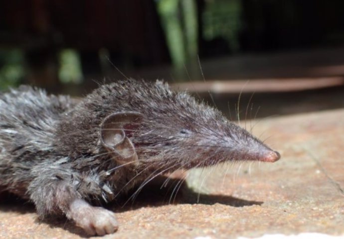 Musaraña de Borneo (Crocidura foetida). Endemismo cuyas relaciones de parentesco han sido redefinidas en esta investigación.