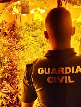 Operación de la Guardia Civil contra el cultivo de marihuana