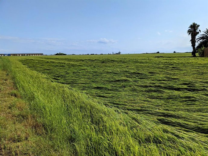 Unió de Pagesos cifra los daños de la tormenta del fin de semana entre el 30% y el 60%  y destaca las afectaciones en el cultivo de arroz.