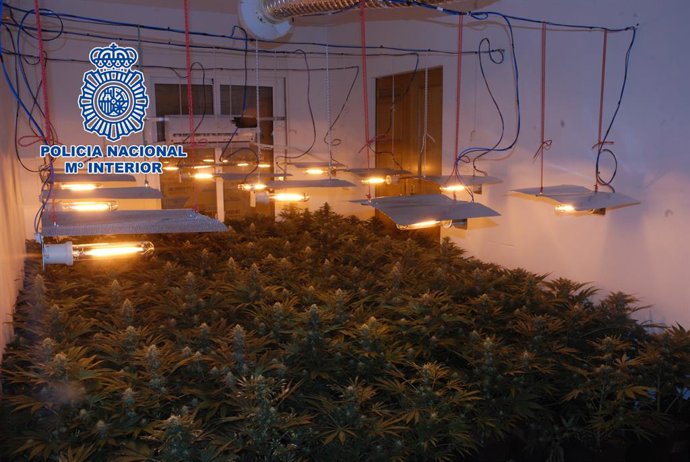 Los detenidos habían adaptado varias estancias de modo que las mismas fueran invernaderos para el cultivo ilegal.
