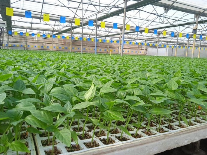 Semillero con plantúlas de pimiento