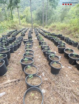 Plantación de marihuana desmantelada en Osor (Girona)