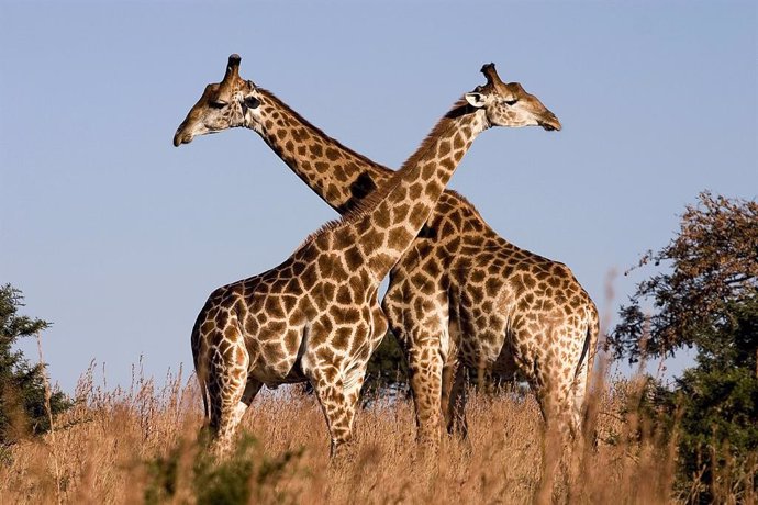 Los machos de jirafa se dedican al duelo de cuellos para establecer el dominio.