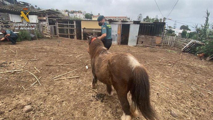 Un guardia civil auxiliando al poni