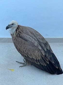 Bomberos y Policía Local rescatan a un buitre leonado en una urbanización de El Ángel (Marbella)