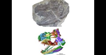 Reconstruido el cráneo de uno de los primeros animales con extremidades